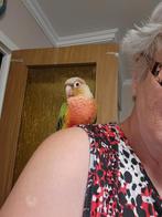 Conure molinea, Perroquet