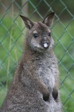 Wallaby vrouwtje, Animaux & Accessoires, Rongeurs, Femelle, Autres types