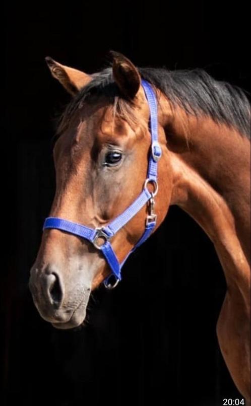Bomproof dressuurprospect, Dieren en Toebehoren, Paarden, Ruin, Zadelmak, 160 tot 165 cm, 3 tot 6 jaar, Dressuurpaard, Met stamboom