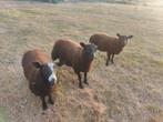 3 ram lammeren
