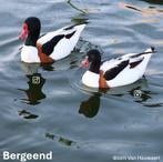 Bergeenden 2025, Meerdere dieren, Eend