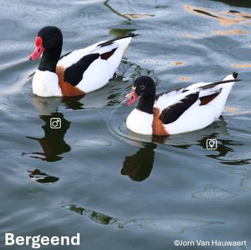 Bergeenden 2025 beschikbaar voor biedingen
