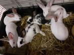Jonge konijnen, Animaux & Accessoires, Lapins, Grand, Plusieurs animaux, 0 à 2 ans