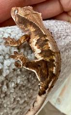 Wimpergekko 2025, Dieren en Toebehoren