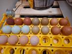 Broedeieren kleurleggers
