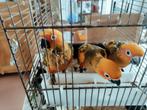 Handtamme zonparkieten, Dieren en Toebehoren, Vogels | Parkieten en Papegaaien