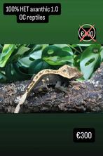 100% Het axanthic man wimpergekko, Dieren en Toebehoren