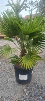 Europese dwergpalm - Chamaerops Humilis, Tuin en Terras, Ophalen