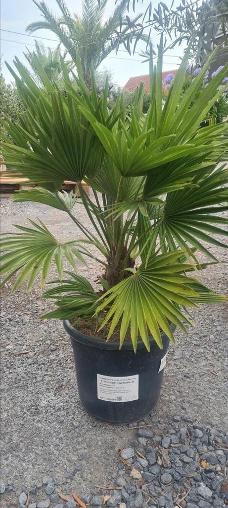 Europese dwergpalm - Chamaerops Humilis, Tuin en Terras, Planten | Tuinplanten, Ophalen