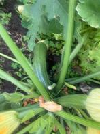 Bio courgettes van eigen kweek, Tuin en Terras, Planten | Tuinplanten, Ophalen