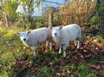 Rammen te koop, Dieren en Toebehoren, Mannelijk, Schaap, 0 tot 2 jaar