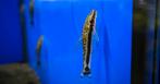 Otocinclus Affinis dwerg pantsermeerval algeneter nakweek, Vis, Zoetwatervis, Schoolvis