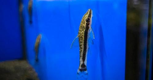 Otocinclus Affinis dwerg pantsermeerval algeneter nakweek, Dieren en Toebehoren, Vissen | Aquariumvissen, Zoetwatervis, Vis, Schoolvis