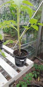 Tomatenplanten, Jardin & Terrasse, Plantes | Arbres, Enlèvement
