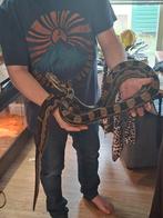 Boa man koop of ruil, Dieren en Toebehoren, Reptielen en Amfibieën