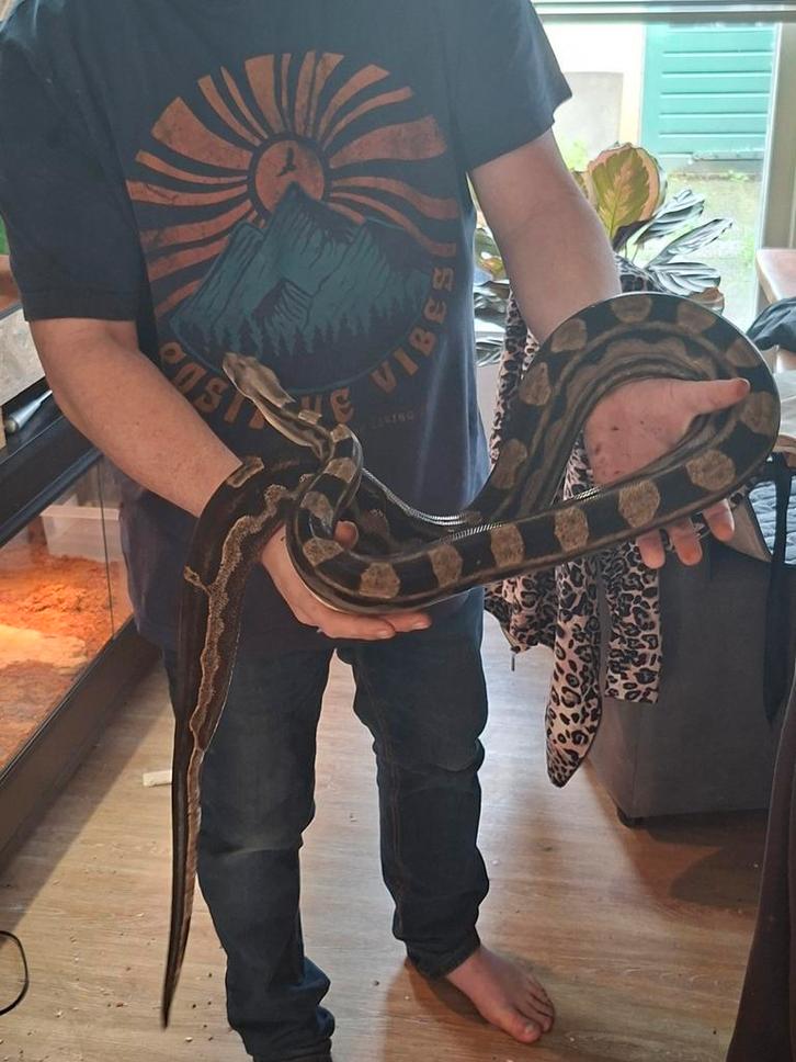 Boa man koop of ruil, Dieren en Toebehoren, Reptielen en Amfibieën