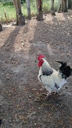 Magnifique coq de sussex a vendre au prix demandé, Ophalen, Nieuw