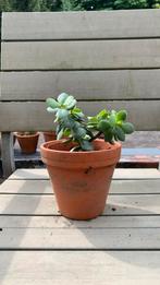 Crassula ovata,, jadeplant, dikblad, geldplant,, geldboom,, Ophalen