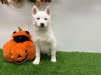 Witte Siberische Husky pups, Dieren en Toebehoren, België, CDV (hondenziekte), 8 tot 15 weken, Poolhond