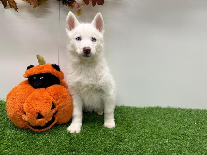 Witte Siberische Husky pups, Dieren en Toebehoren, Honden | Poolhonden, Keeshonden en Oertypen, Meerdere dieren, Poolhond, Fokker | Professioneel