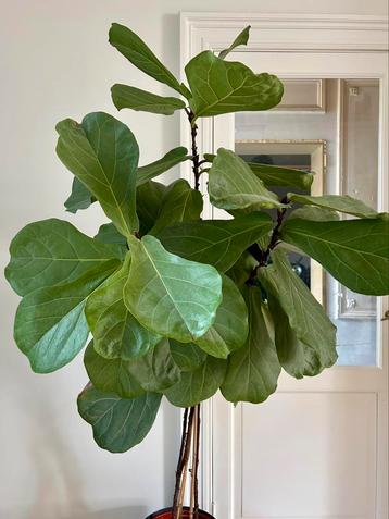 Grote ficus lyrata (incl. Elho pot) beschikbaar voor biedingen
