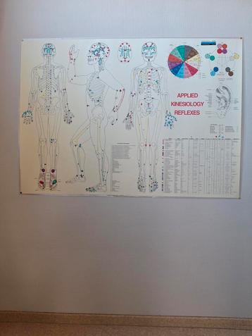 Poster kinesiologie  beschikbaar voor biedingen