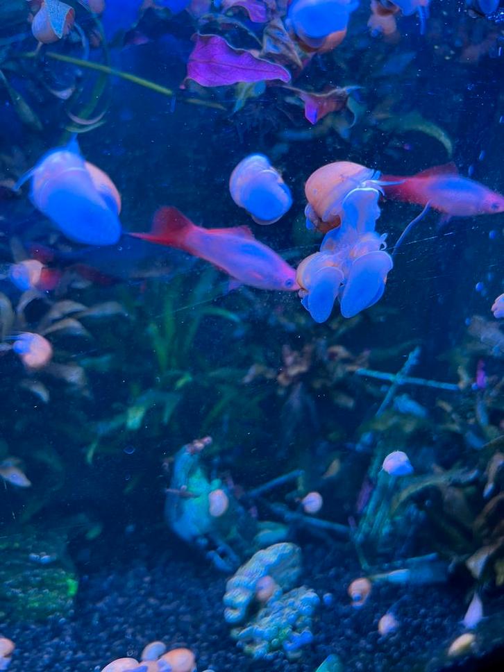 Gele slak erg nuttig, Dieren en Toebehoren, Vissen | Aquariumvissen, Zoutwatervis, Slak of Weekdier