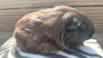 Cavia, zwarte Shelty vrouwelijke cavia, Ophalen