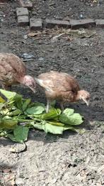 Rode Ardenner kalkoenen, Dieren en Toebehoren