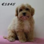 Maltipoo puppy's te koop, 15 weken tot 1 jaar, Buitenland, CDV (hondenziekte), Meerdere