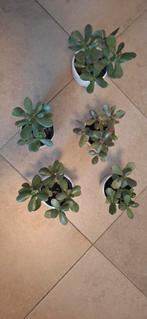 Crassula of jadeplant, Huis en Inrichting, Kamerplanten, Ophalen, Vetplant