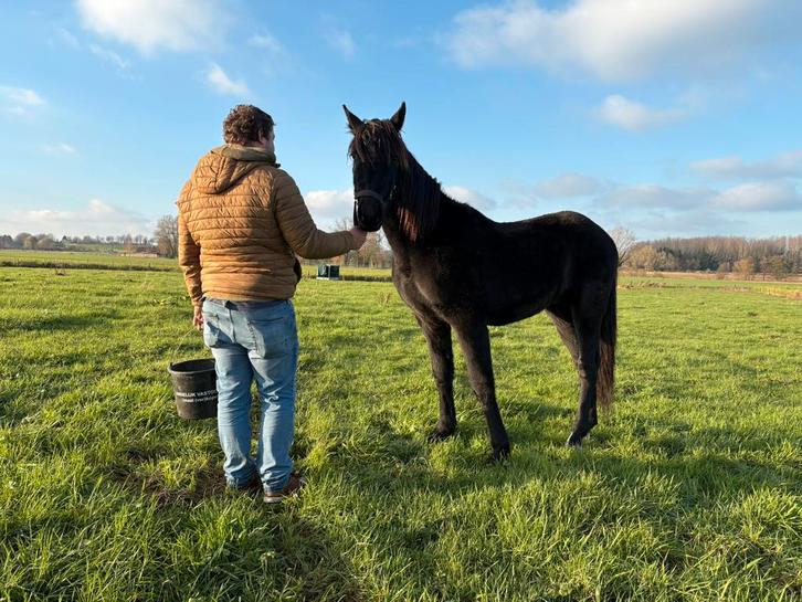 Friese jaarling hengst, Dieren en Toebehoren, Paarden, Hengst