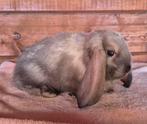 Franse hangoren sallanderkleur, Dieren en Toebehoren