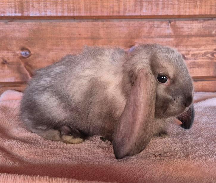 Franse hangoren sallanderkleur, Dieren en Toebehoren, Konijnen