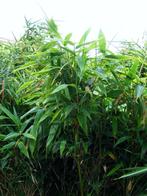 Lot van 12 stuks Bamboe Fargesia Murieliae., Vaste plant, Bloeit niet, Halfschaduw, Ophalen