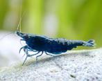 Neocardinia Blue sapphire, Dieren en Toebehoren, Vissen | Aquariumvissen