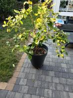 citroenboom, Ophalen of Verzenden