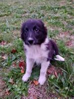 Border collie pups zwart-wit, Dieren en Toebehoren, België, Fokker | Hobbymatig, 8 tot 15 weken, CDV (hondenziekte)