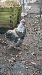 Mooie zijdehoen haan van 2025, Dieren en Toebehoren, Pluimvee