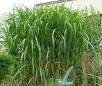 Miscanthus giganteus.(Olifantsgras), Ophalen, Struik, 100 tot 250 cm