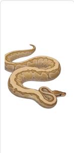 Ball python pinstripe butter desert ghost, Dieren en Toebehoren