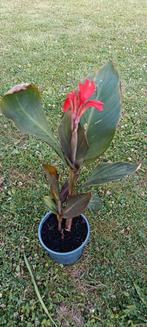 Canna indica, Ophalen
