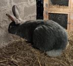 Duitsereus blauwe otter Ram, Mâle, Grand, 0 à 2 ans