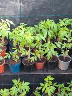 tomaten-paprika-peperplantjes,ea, Tuin en Terras, Ophalen