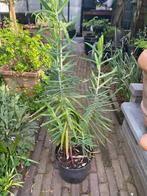 Euphorbia lathyris - Mollenpant, kruisbladwolfsmelk, Tuin en Terras, Planten | Tuinplanten, Ophalen, Vaste plant, Overige soorten