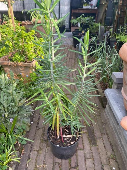 Euphorbia lathyris - Mollenpant, kruisbladwolfsmelk, Tuin en Terras, Planten | Tuinplanten, Vaste plant, Overige soorten, Ophalen