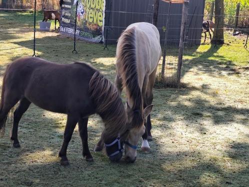 PRE hengste veulen 6 maand, Dieren en Toebehoren, Paarden, Hengst, Niet van toepassing, Minder dan 160 cm, 0 tot 2 jaar, Dressuurpaard