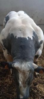 Dekstier, Dieren en Toebehoren, Runderen