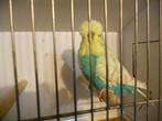 Engelse Grasparkieten  Te Koop, Animaux & Accessoires, Oiseaux | Perruches & Perroquets, Plusieurs animaux, Perruche