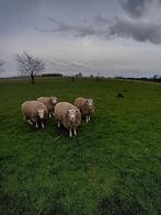 Agnelles 1 an texel français, Dieren en Toebehoren, Schapen, Geiten en Varkens, Schaap, Vrouwelijk